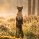 pinemartin in Kintail - Wildlife stay locations